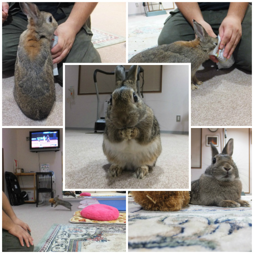 collage4s.jpg